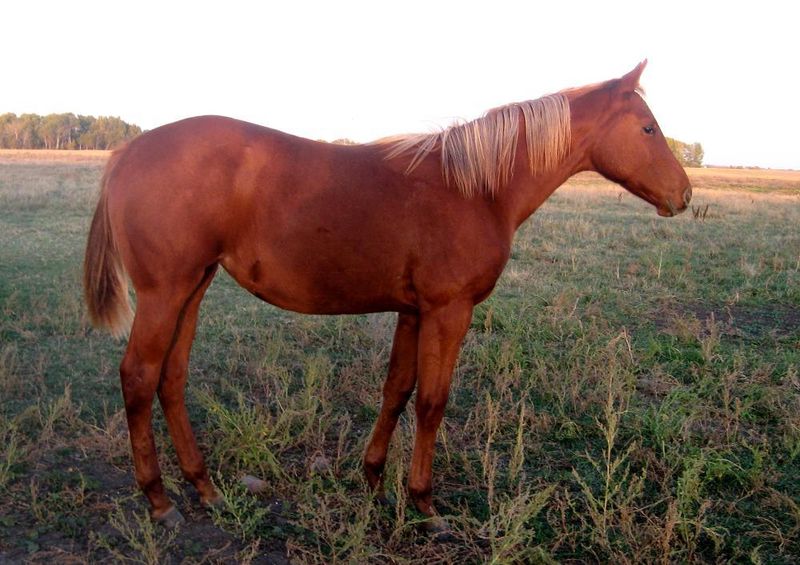 brown horse